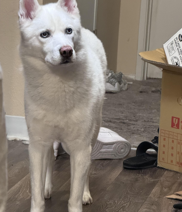 Lost Dog