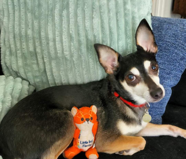 Lost Dog