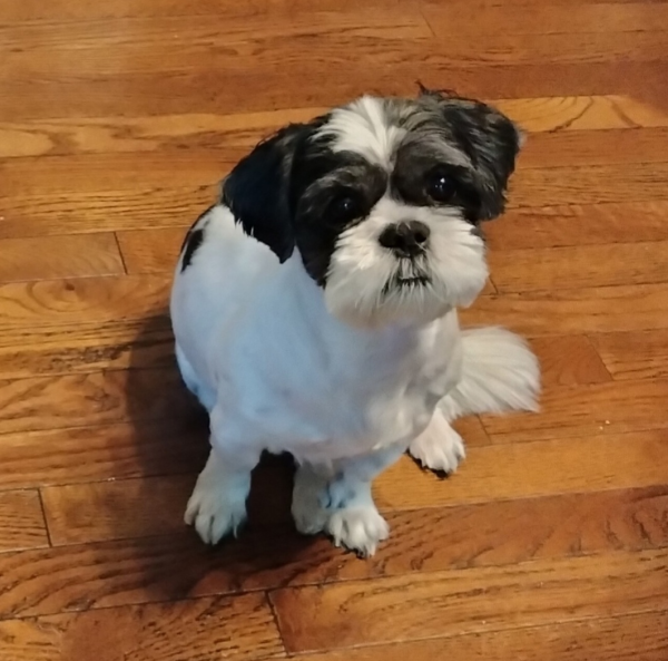 Lost Dog
