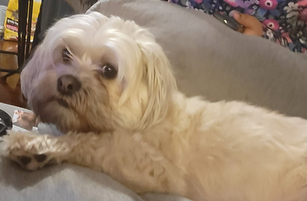 Lost Dog