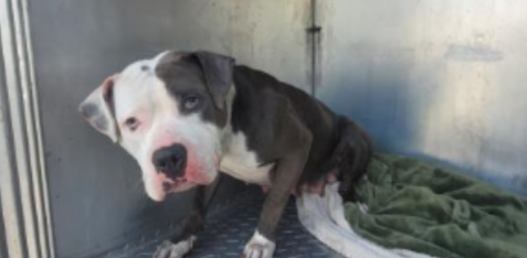 Lost Dog