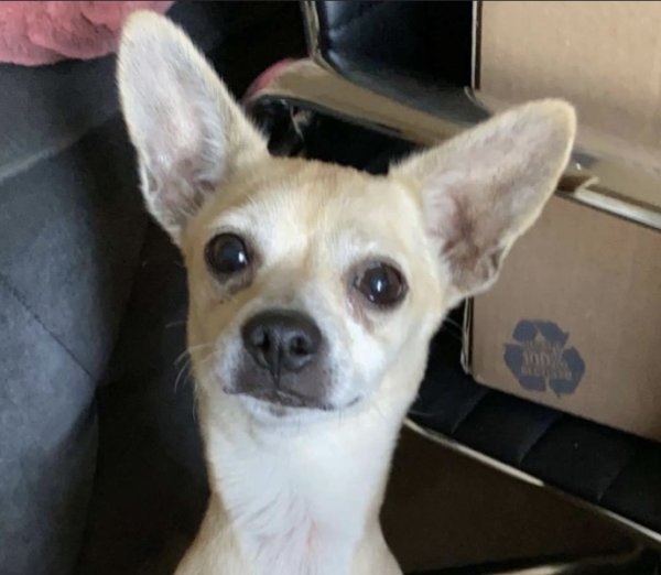 Lost Dog