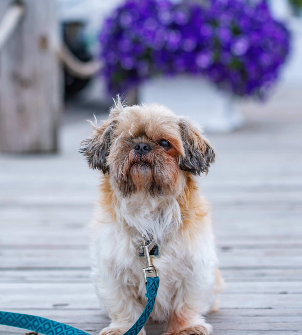 Lost Dog