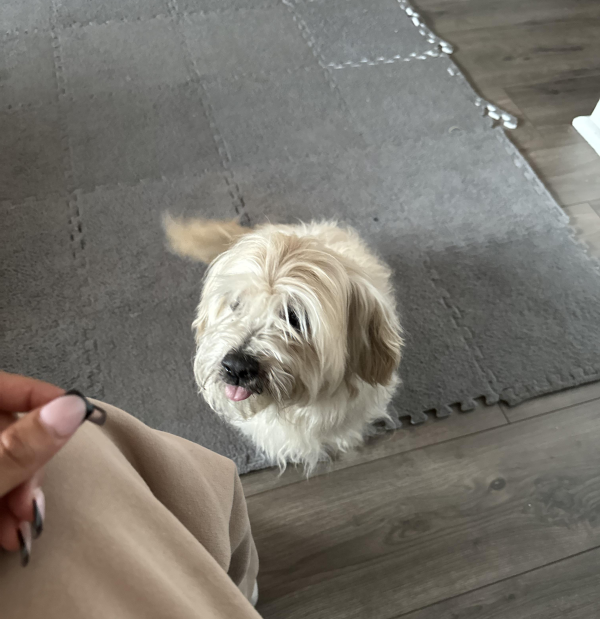 Lost Dog