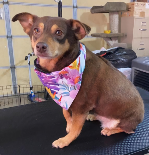 Lost Dog