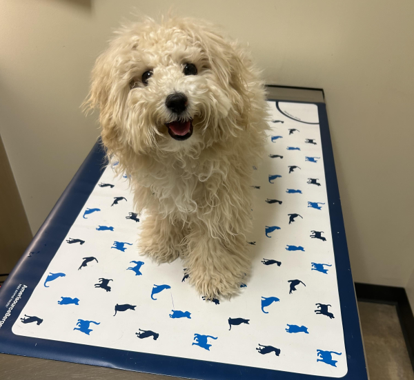 Lost Dog