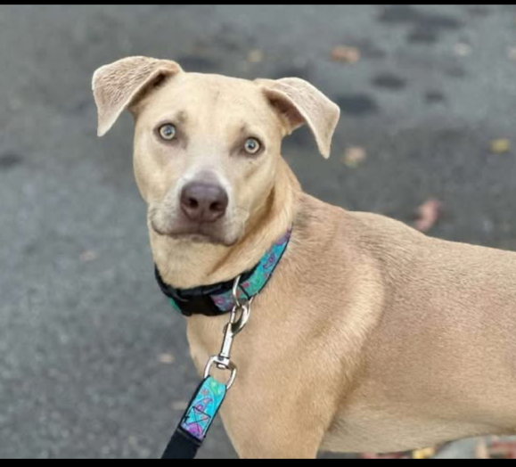 Lost Dog