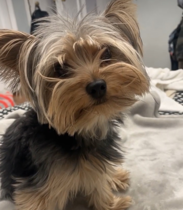 Lost Dog