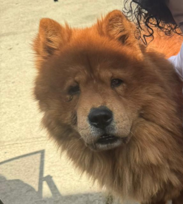 Lost Dog