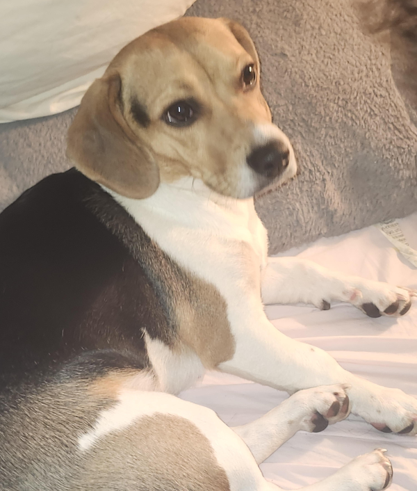 Lost Dog