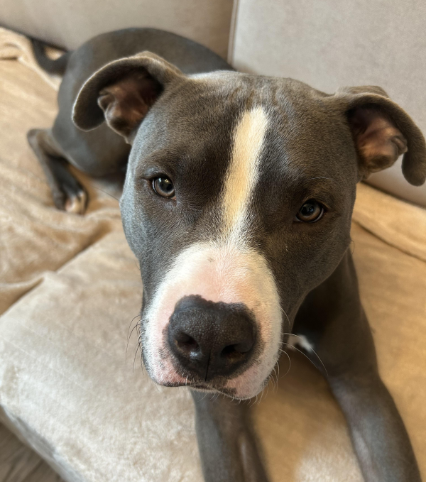 Lost Dog