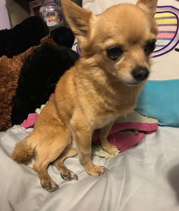 Lost Dog