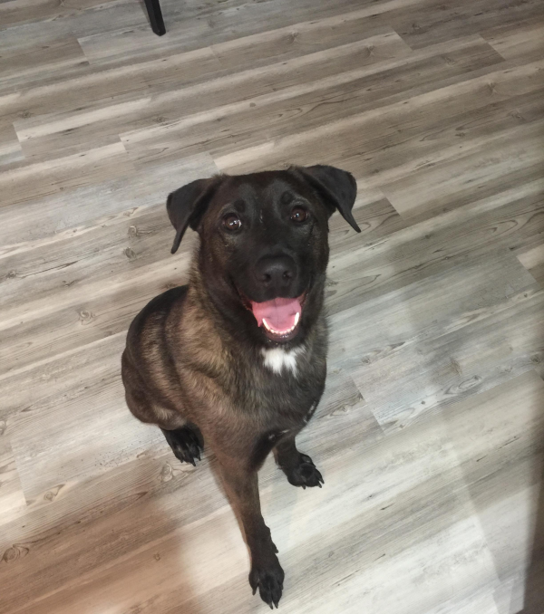 Lost Dog