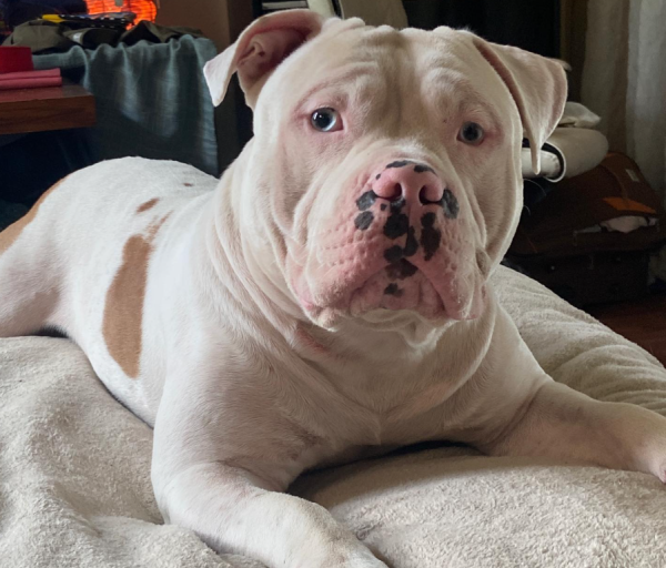 Lost Dog