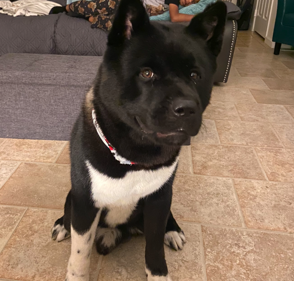 Lost Dog
